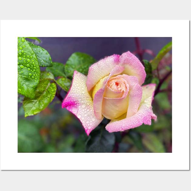 Multicolored Rose in Spring Rain Wall Art by Nicholas Lee